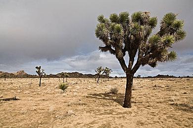 莫比斯风格游戏《沙贝》实机演示 无尽沙丘中解谜探险